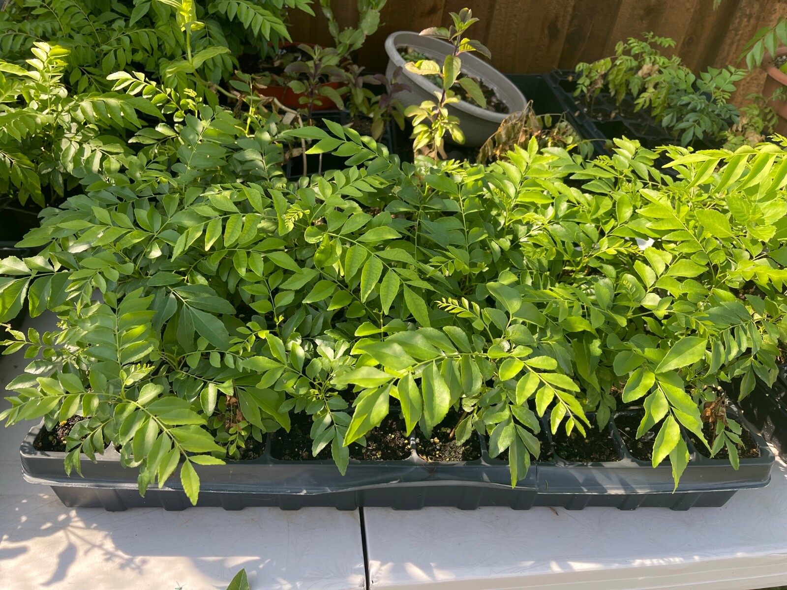 Curry Leaf (Murraya koengini) Potted live starter plant anywhere from 4-6″