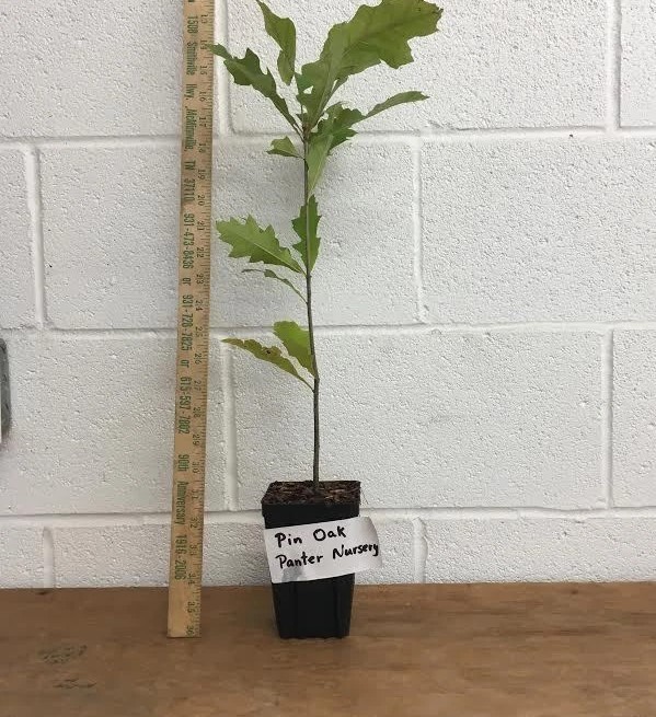 Pin Oak Live Tree – 12-18″ Tall – 1 Quart Pot – Deciduous Tree – Zones 4-8