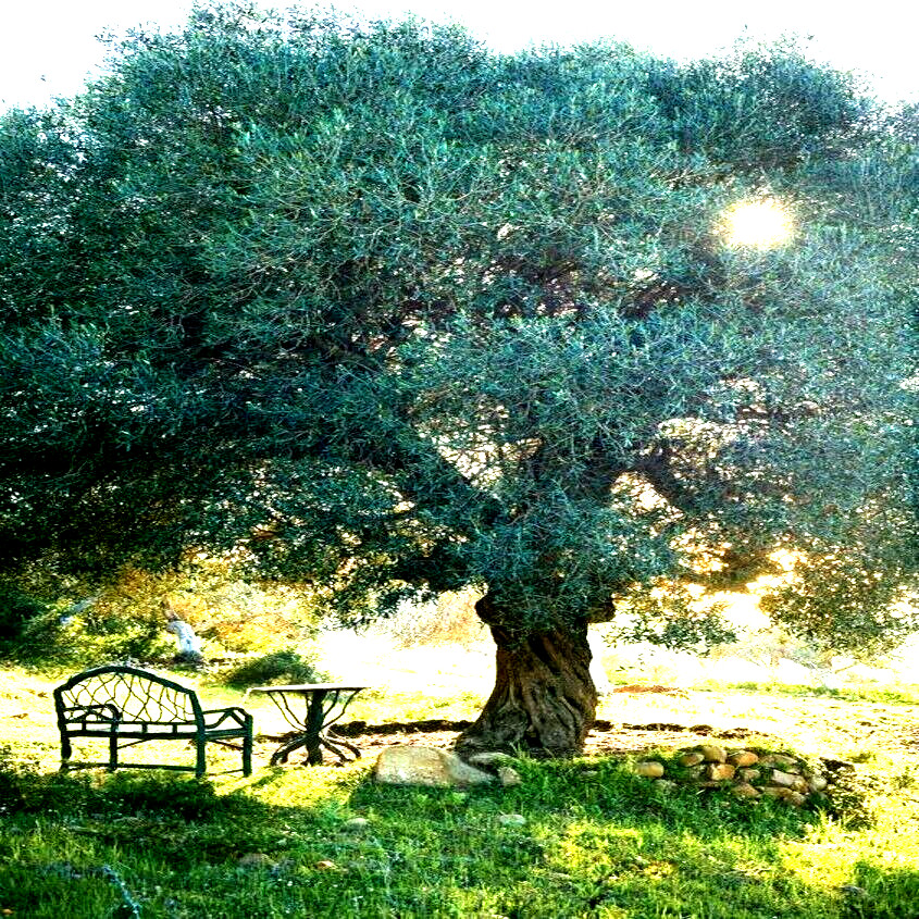 10 CANINO OLIVE TREE SEEDS (Olea europaea) European Common Edible Fruit Plant