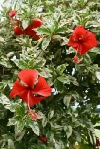 SNOW QUEEN Tropical Hibiscus Plant Variegated Green White Leaves and Red Flower