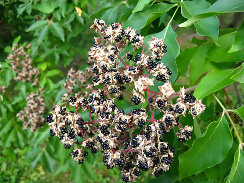 Korean Evodia, (Bee Bee Tree), Evodia danielli, Tree Seeds