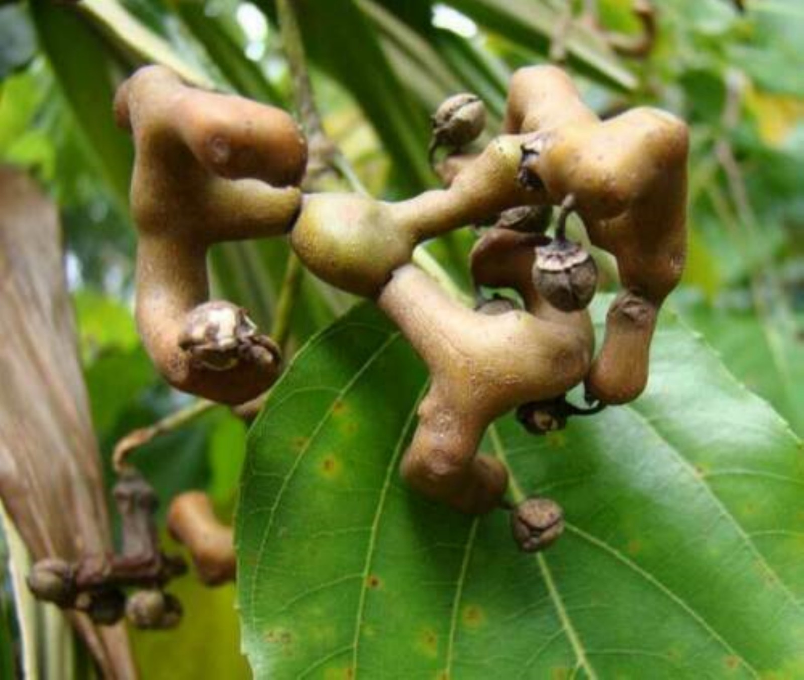 8-12″ tall Japanese Raisin Tree (Hovenia dulcis) plant