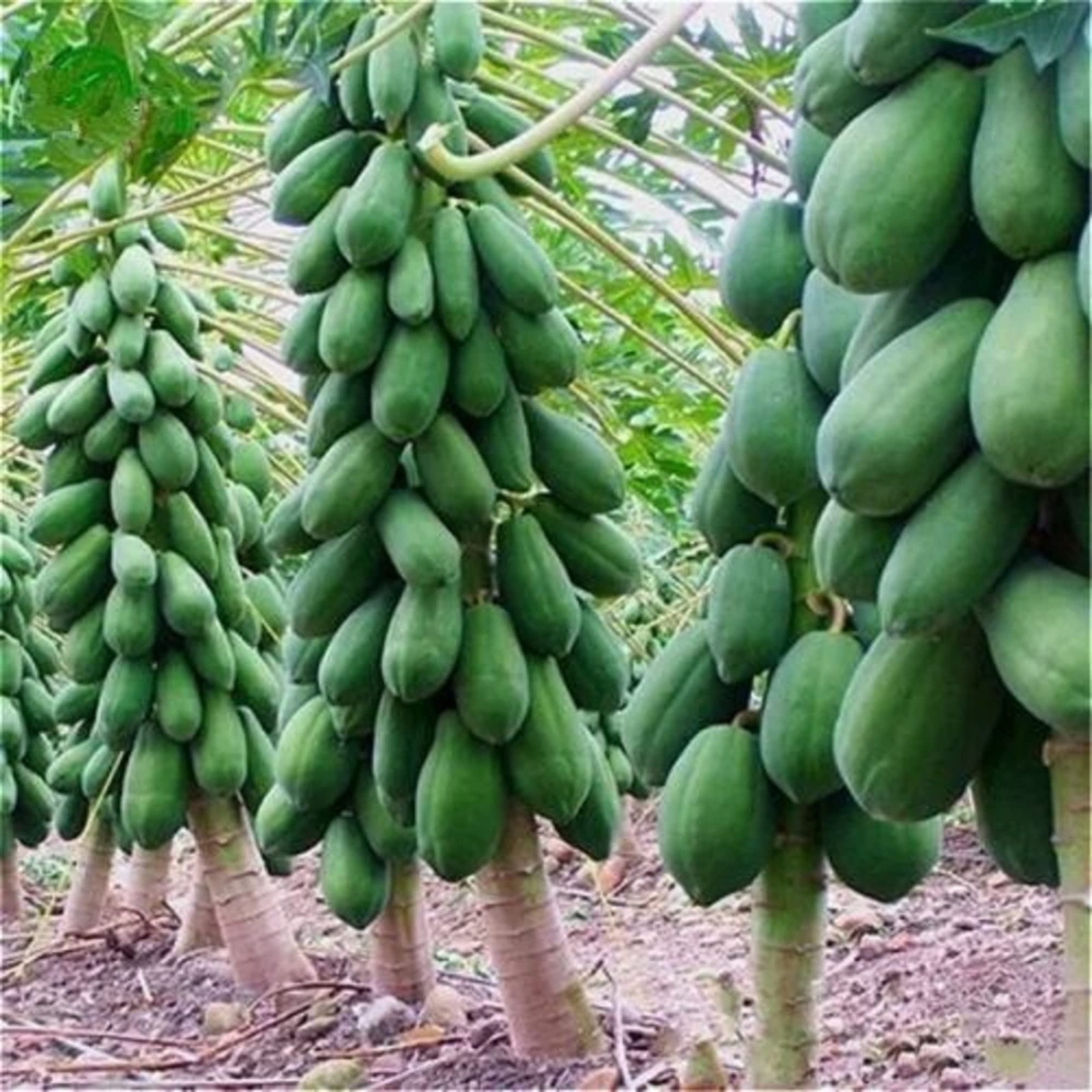 Dwarf Papaya 20 Seeds Sweet Fruit Tree Gardening Grows in Just Weeks Low-Main…