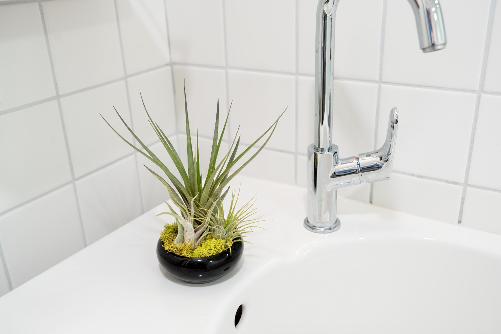 Fully Assembled Tillandsia Dish Garden in Black Glazed Container- Wholesale Bulk