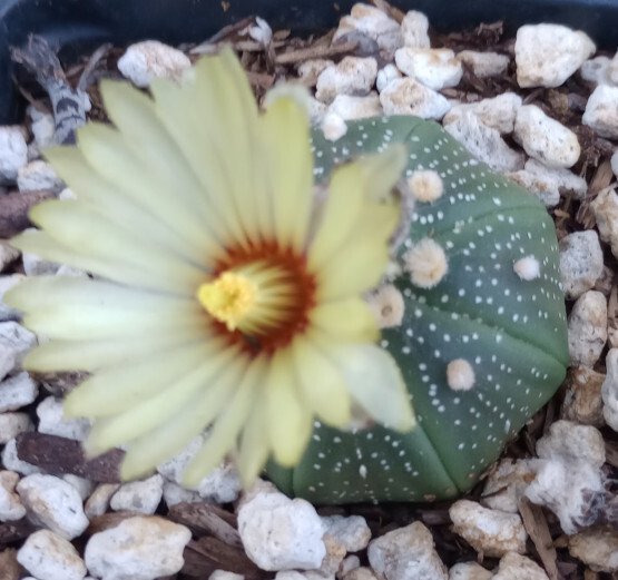 Astrophytum asterium Button Mini Cactus