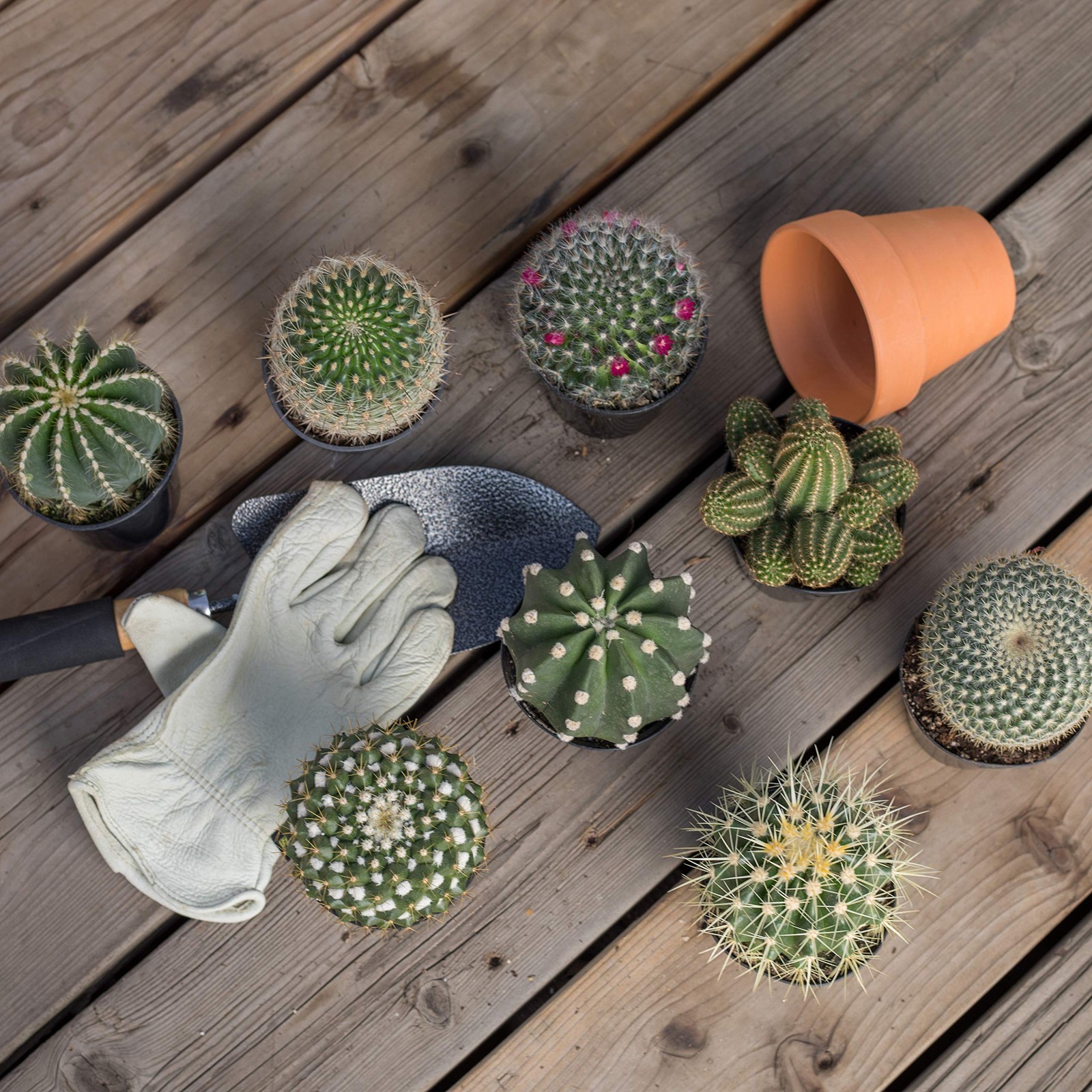 Altman Plants Assorted Cactus Plants Live Succulents 3 Pack Live Cactus Plant