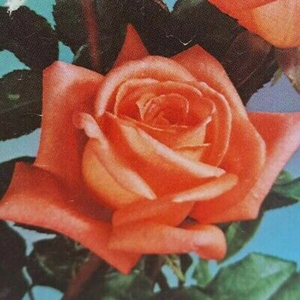 Shreveport Hybrid Tea Rose 5 Gal. Orange Live Bush Plants Shrub Plant Fine Roses