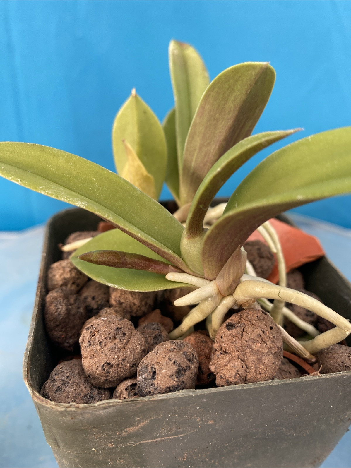 Trichoceros muralis Striped Purple Amber Gold Orchid Species NEW GROWTH 4” Pot