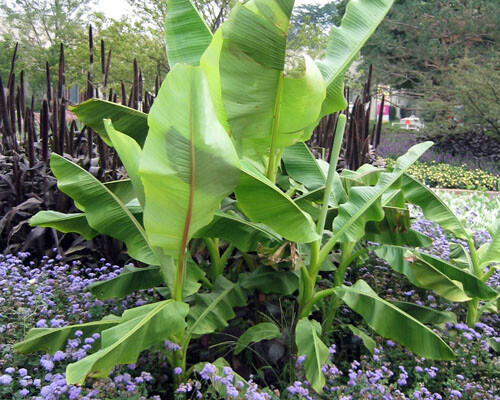 ~BASJOO Banana Tree~~Cold Hardy Musa Live Banana Tree-SMALL ROOTED STARTER PLANT