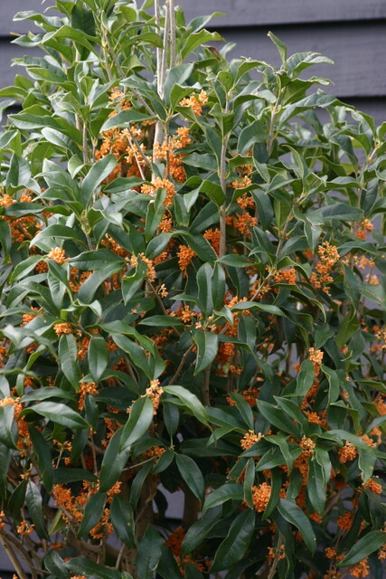 Apricot Echo Orange Tea Olive ( osmanthus ) – Live Plant – ( 2.5 QT )