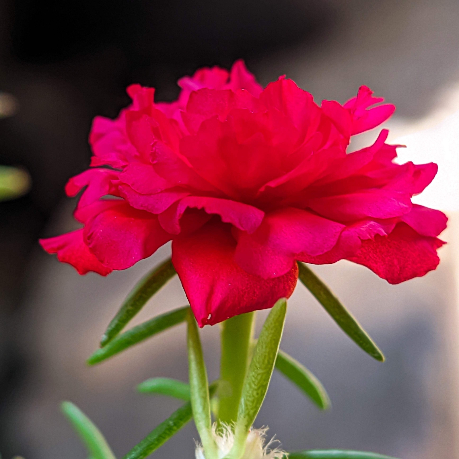 100 RED PORTULACA Grandiflora / MOSS ROSE Flower Seeds *Flat S/H