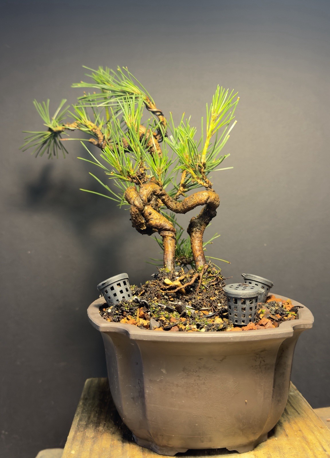 Bonsai Tree Japanese Black Pine Trained “Dragon” Style 11” Tall Plastic Grow Pot