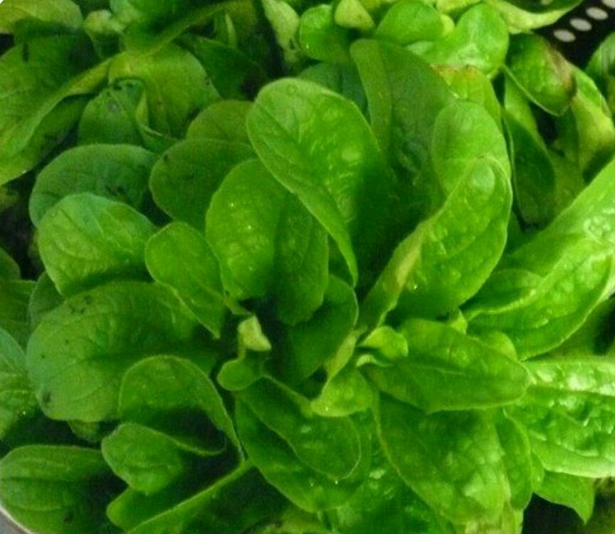 500 CORN SALAD( MACHE, LAMB’S LETTUCE) SEEDS-Open Pollinated-NON GMO-Organic