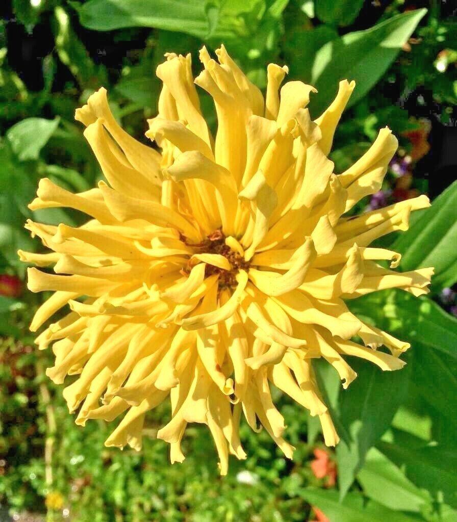 301+GIANT CACTUS ZINNIA MIX Seeds Summer Flowering Annual Cut Flowers Fast Easy