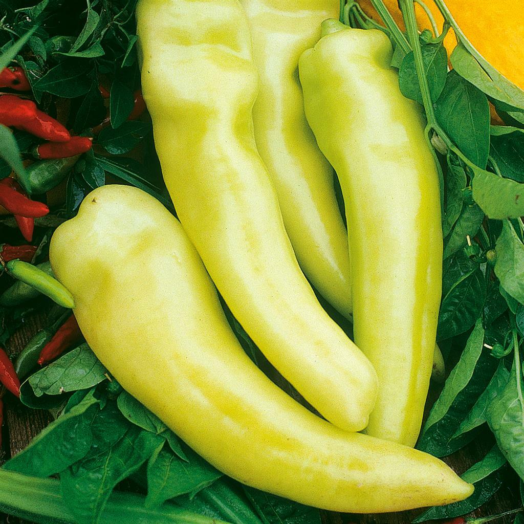 Sweet Banana Pepper Seeds 50+ Yellow Vegetable Garden HEIRLOOM USA FREE SHIPPING