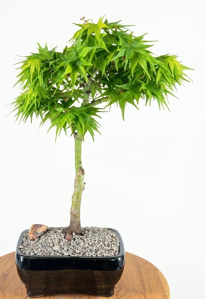 Japanese Maple Bonsai Tree Live Plant Mikawa Yatsubusa 16 Yr Old 18 In Black Pot