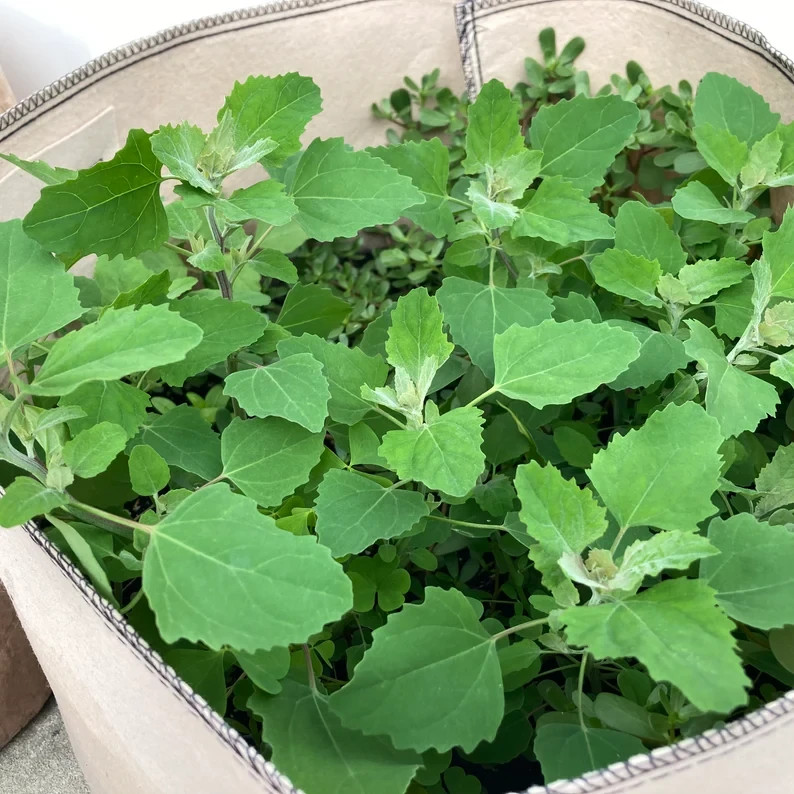 October 2025 Organic Lamb’s Quarters Seeds Goosefoot, wild spinach, lambsquarter