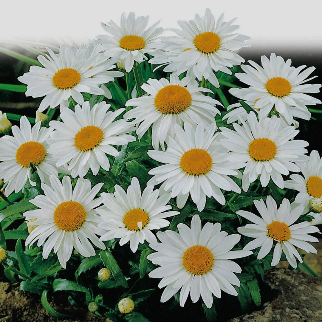 Fresh Elegant Alaska Shasta Daisy Seeds | Heirloom Non-GMO | Flower Seeds