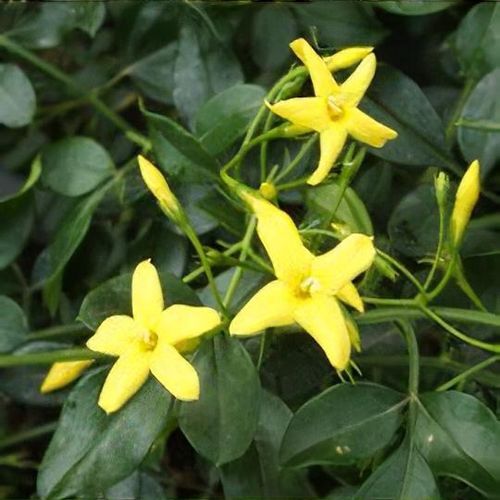 Jasminum floridum SHOWY YELLOW JASMINE 1 Plant!