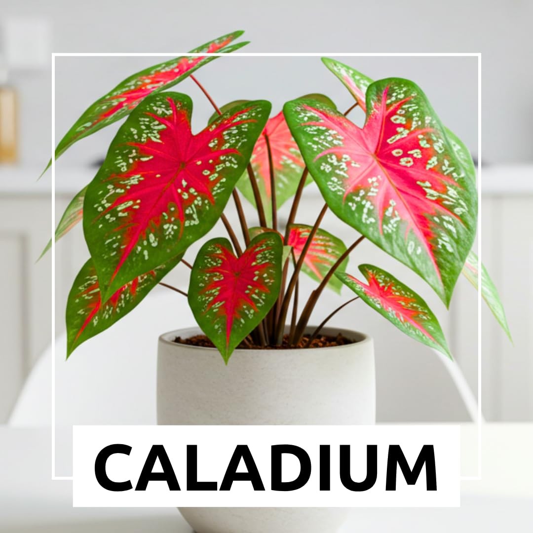 Florida Cardinal Caladium Bulbs for Planting – Perennial 10 Bulbs, red green