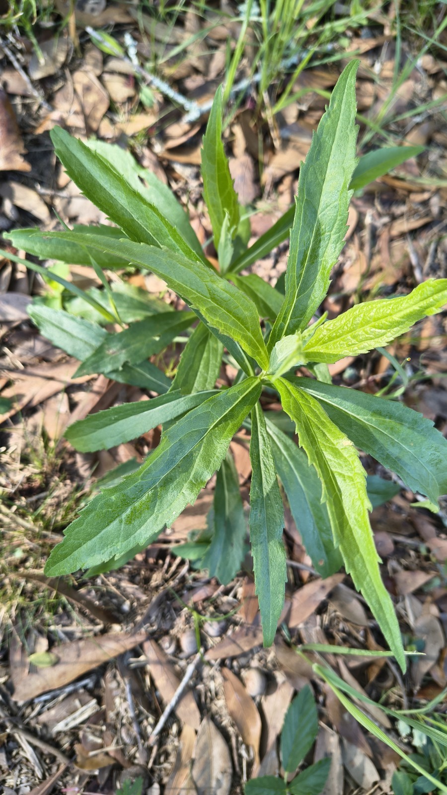 Goldenrods Tall 5 Per Order