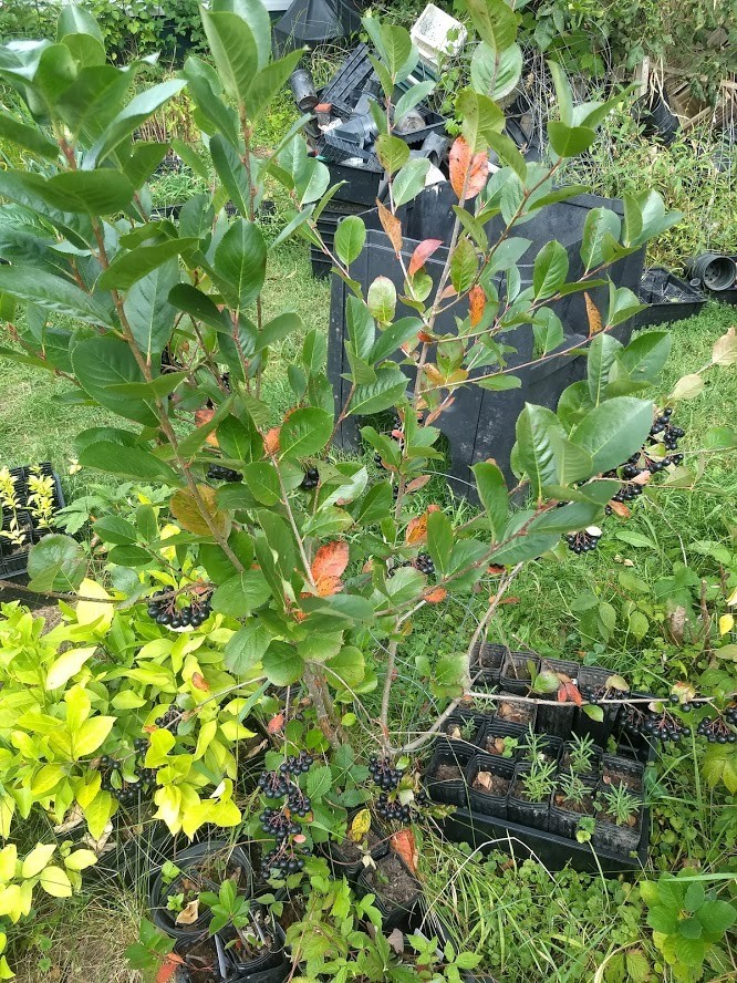 1 Viking Aronia berry plant. Zones 3-8 . Live rooted starter plant.