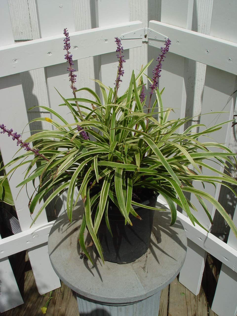 Green Promise Farms Liriope Muscari Variegata Variegated Lilyturf Perennial