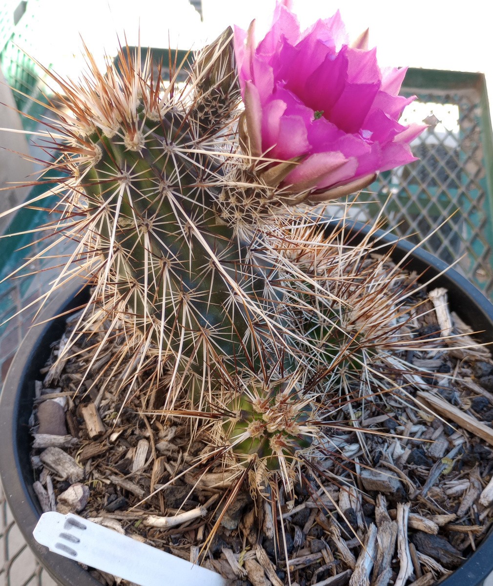 Echinocereus engelmannii Hedgehog Clumping Brown Stems Magenta Flowers Full Sun