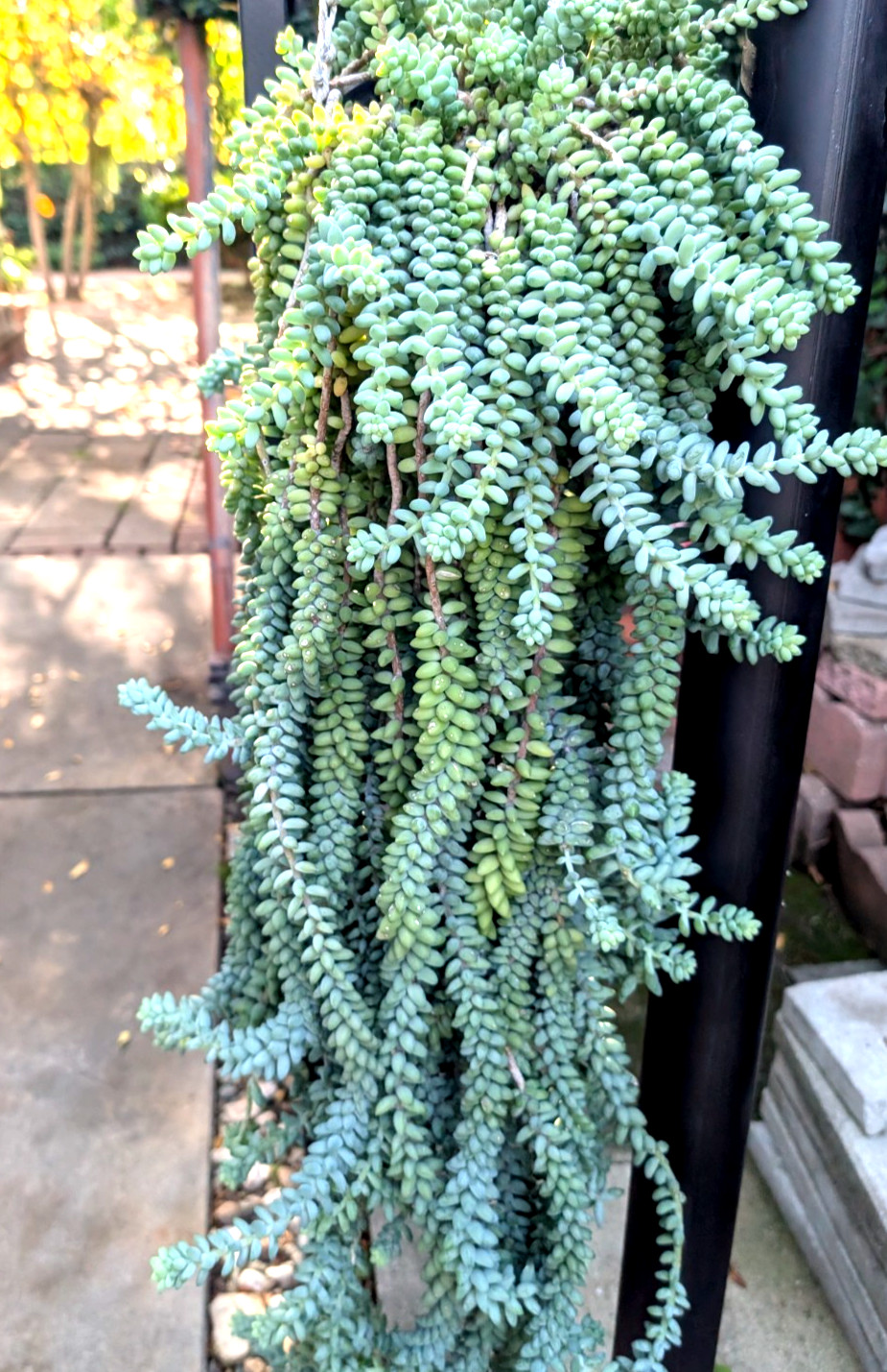 Lot= 8 Donkey’s / Burro’s tail succulent cuttings 3-4 ” from mature plants