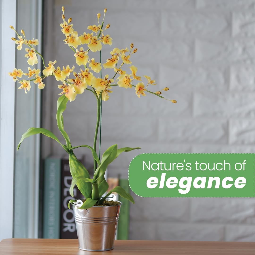 American Plant Exchange Live Oncidium Orchid Plant Colorful Flowers Dancing