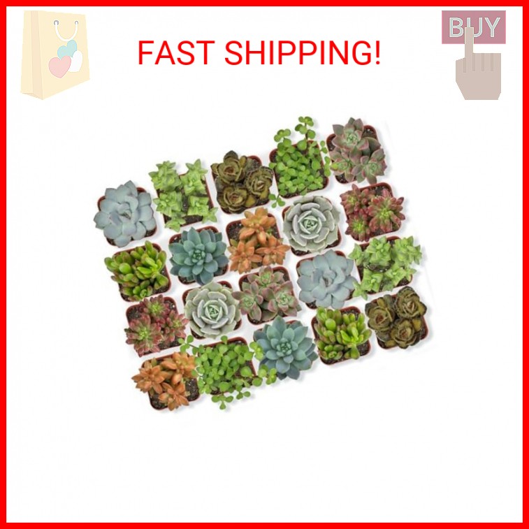 Altman Plants, Live Succulent Plants (20 Pack) Assorted Potted Succulents Plants