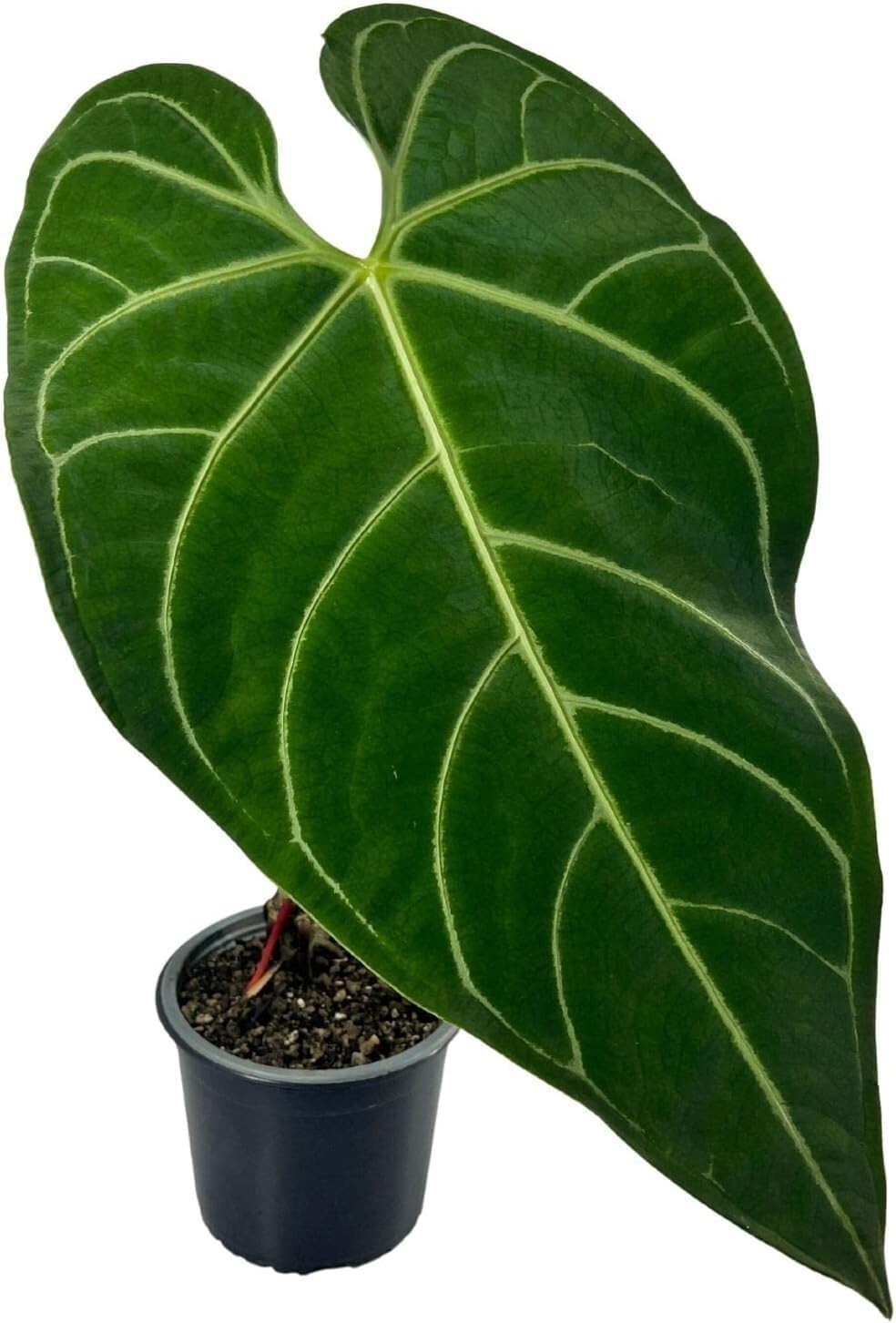 Anthurium Regale by LEAL PLANTS ECUADOR |Green Live House Plant for Indoors