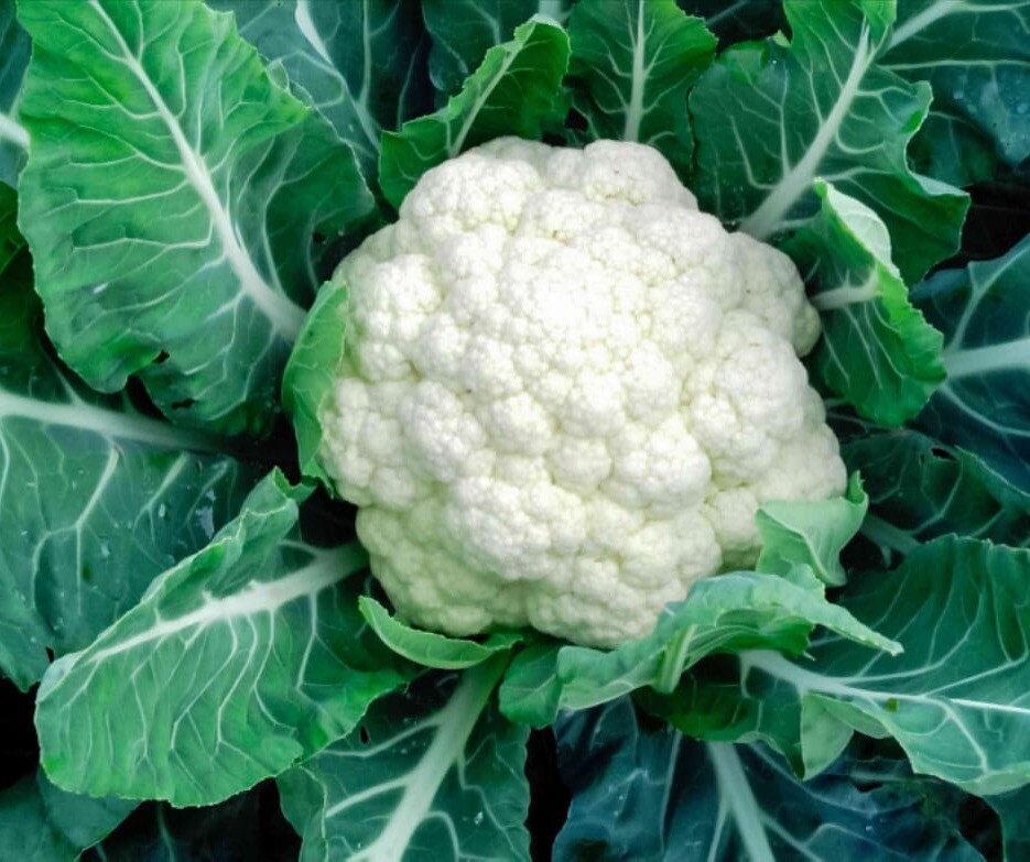 Rainbow Blend Cauliflower – Broccoli Mixed Colors | 300 Seeds | NON-GMO, USA