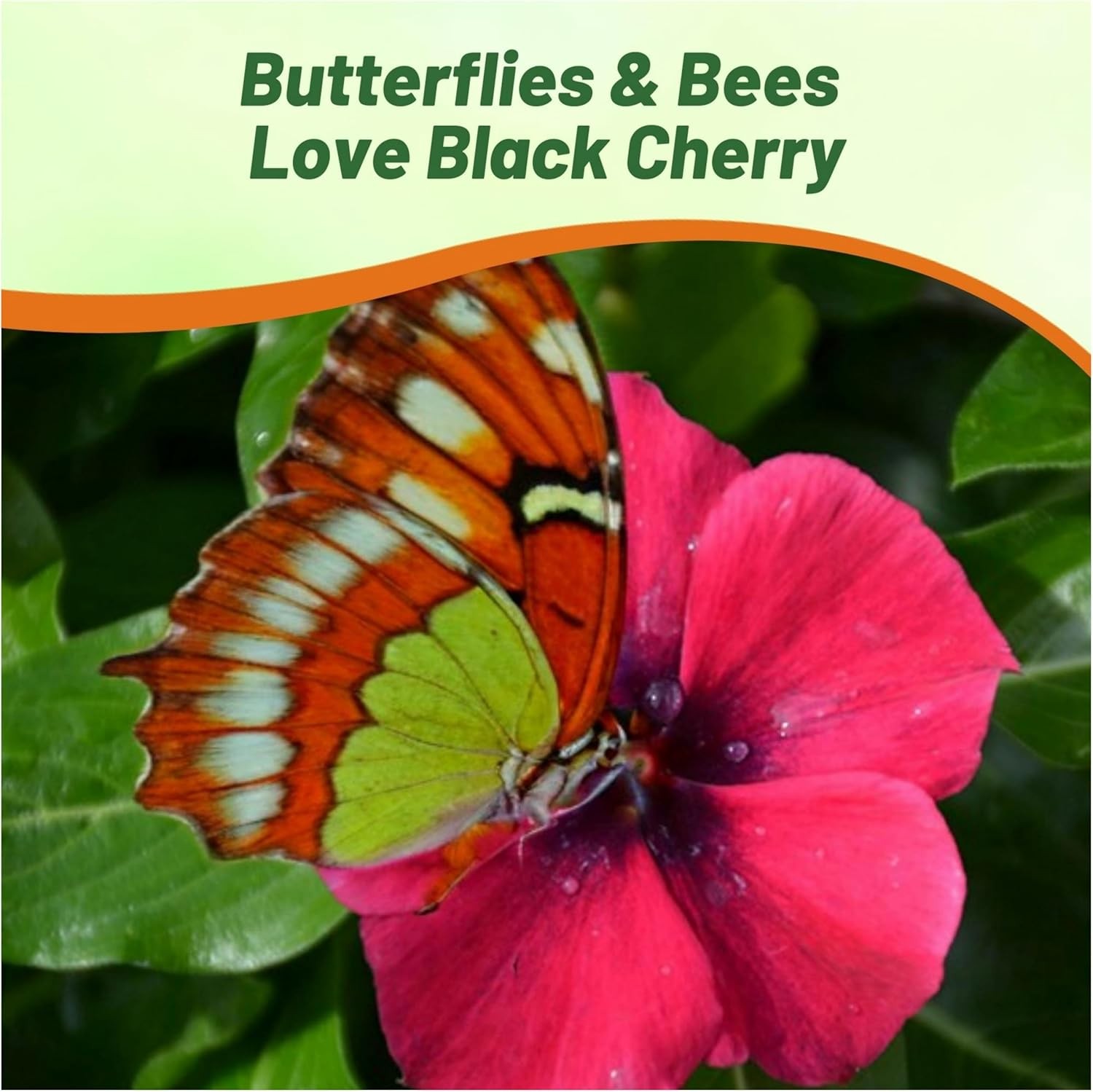 50 Seeds Dark Purple Perwinkle Seeds For Planting | Black Cherry Vinca