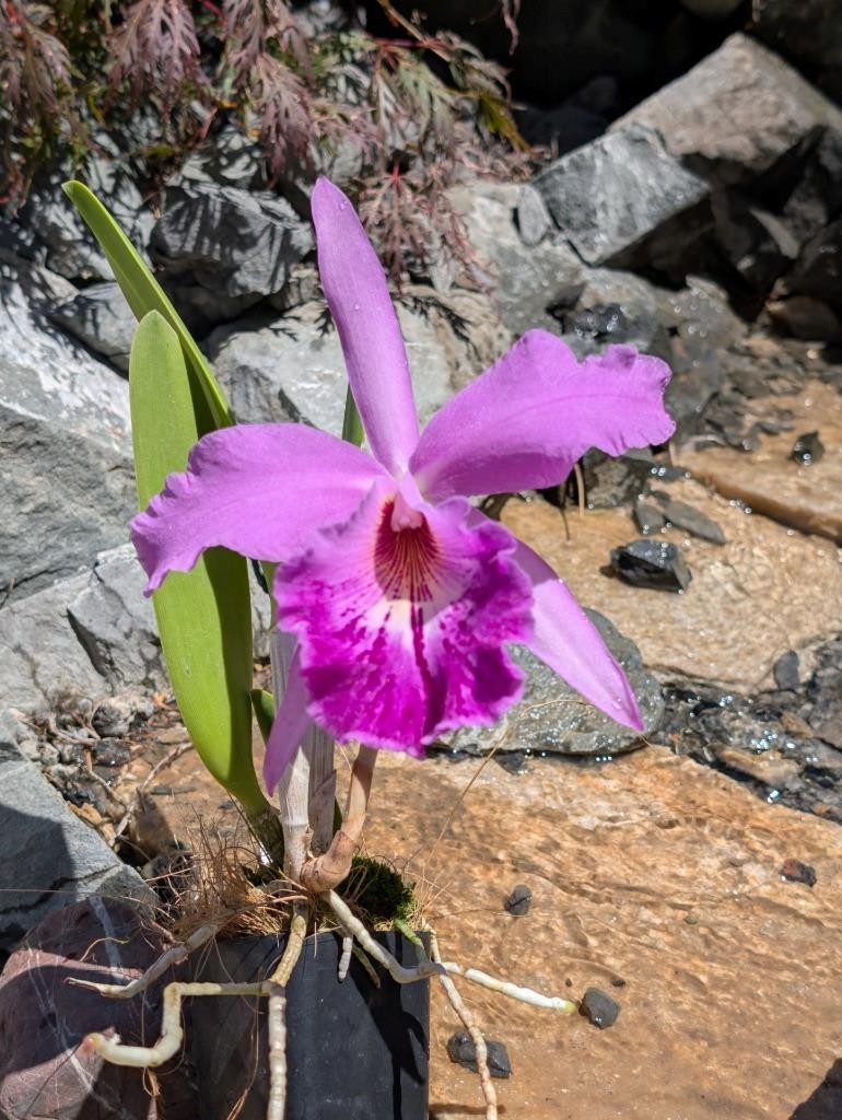 New Cattleya Orchid Hybrid. Compact Plant, Big Fragrant Light Purple Flowers!
