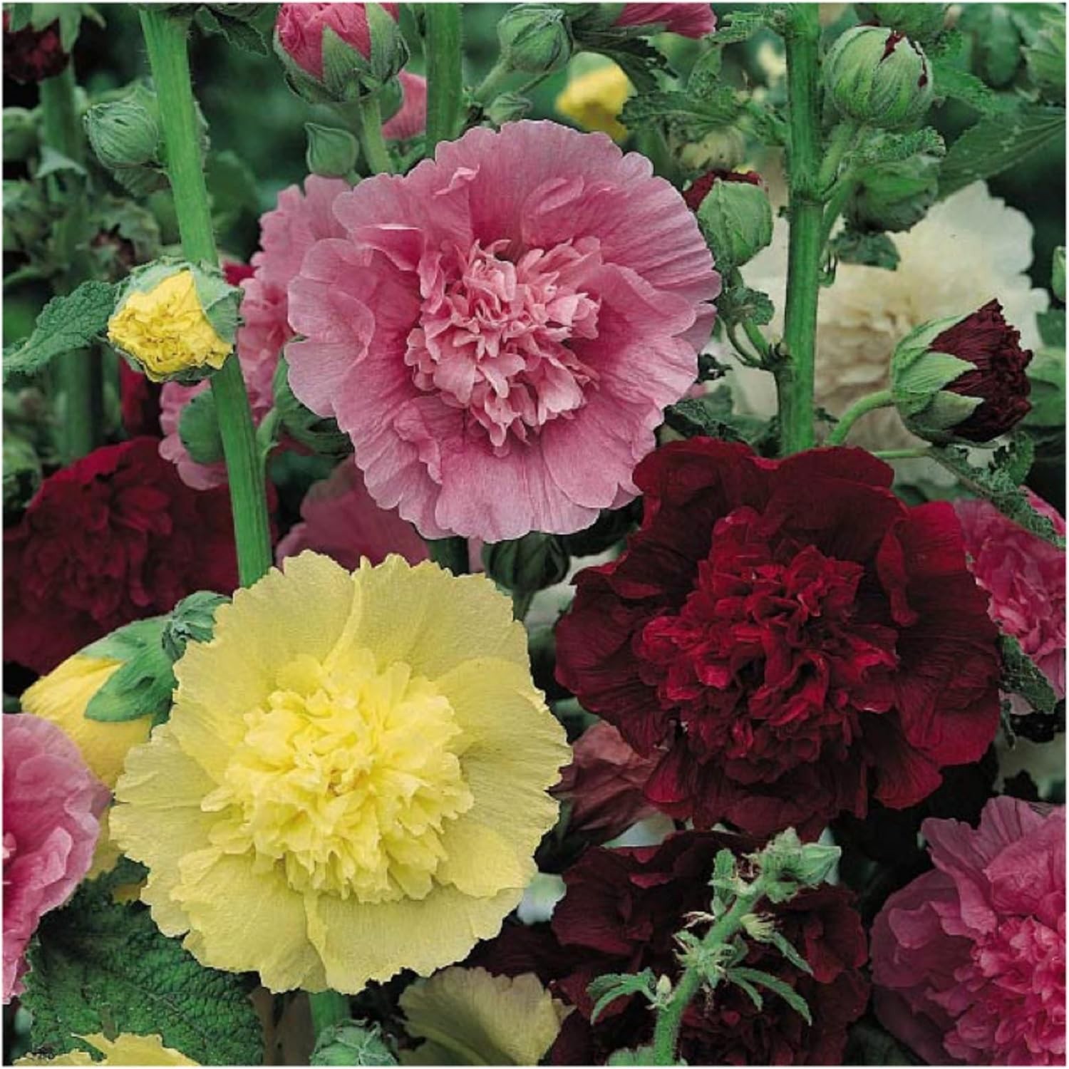 Seed Needs Hollyhock Seeds Double Majorette Blend | 1,000+ Heirloom Seeds Alc…
