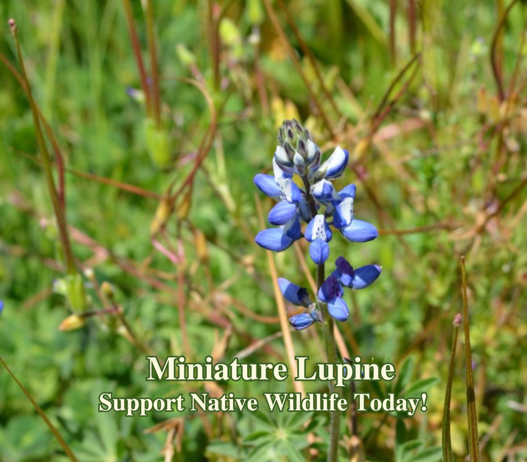 California Coastal Wildflower Seed Mix for Native Seaside Pollinator Gardens