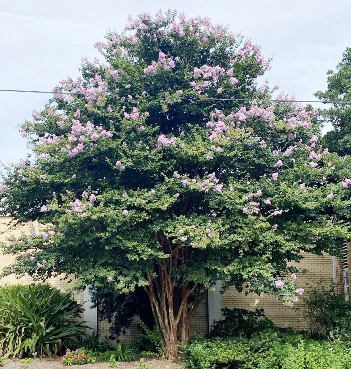 Crape Myrtle Muskogee | 2 Inch | Lagerstroemia Indica |Flowering Summer Blooms