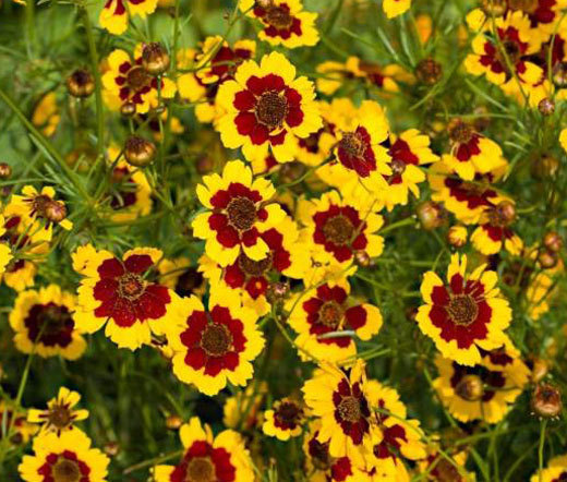 COREOPSIS PLAINS Coreopsis Tinctoria – 5,000 Bulk Seeds