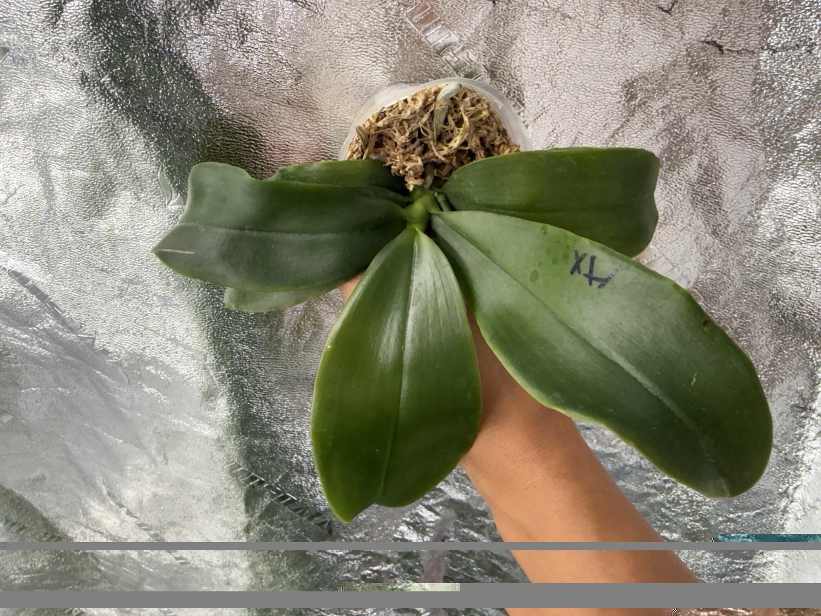 Phalaenopsis (SWR GV ‘M625’ x Germaine Vincent ‘Blue Mountain’)