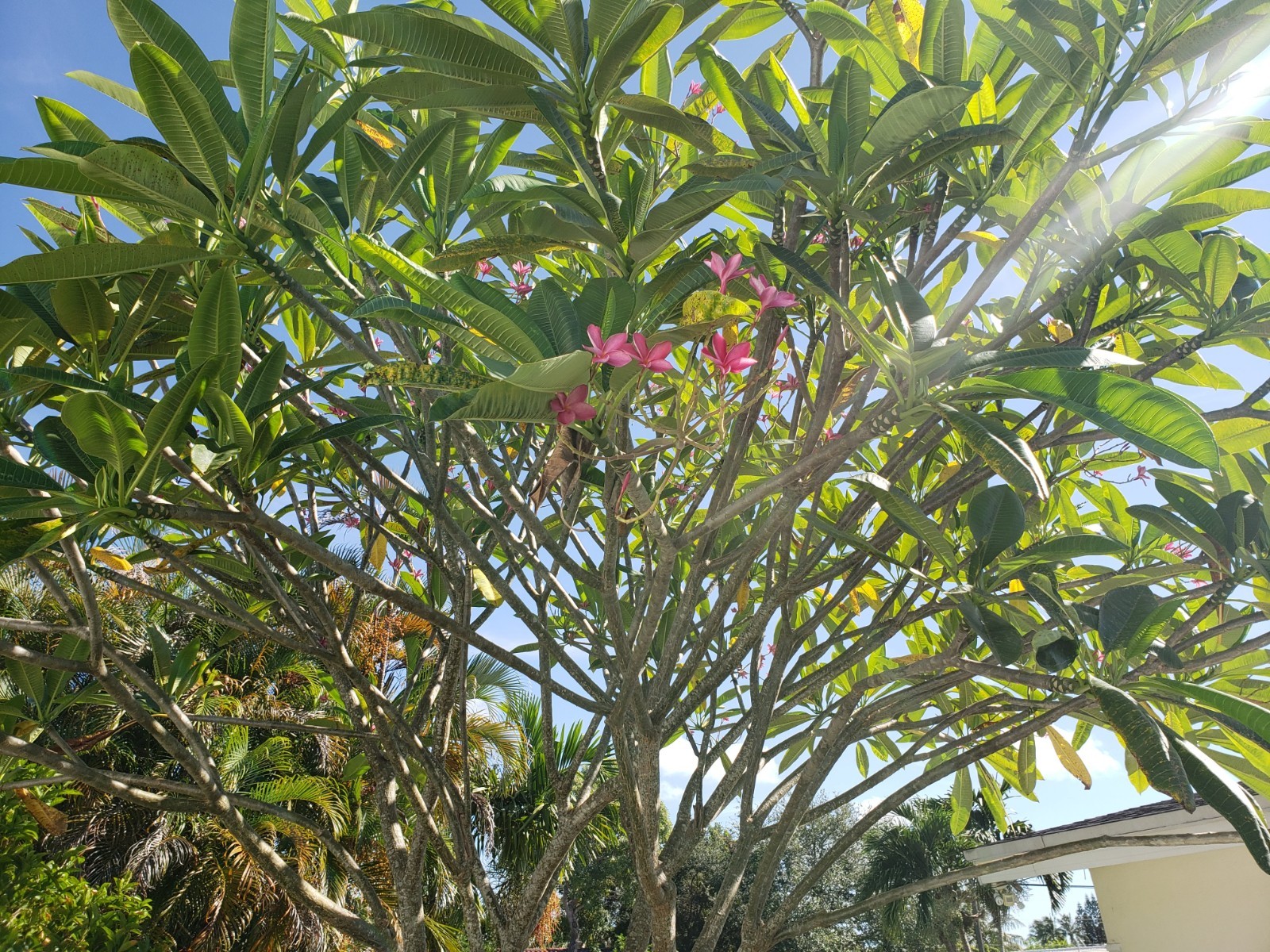 “Miami Pink” Plumeria Fresh Starter Cutting Single Head 8-10 inch