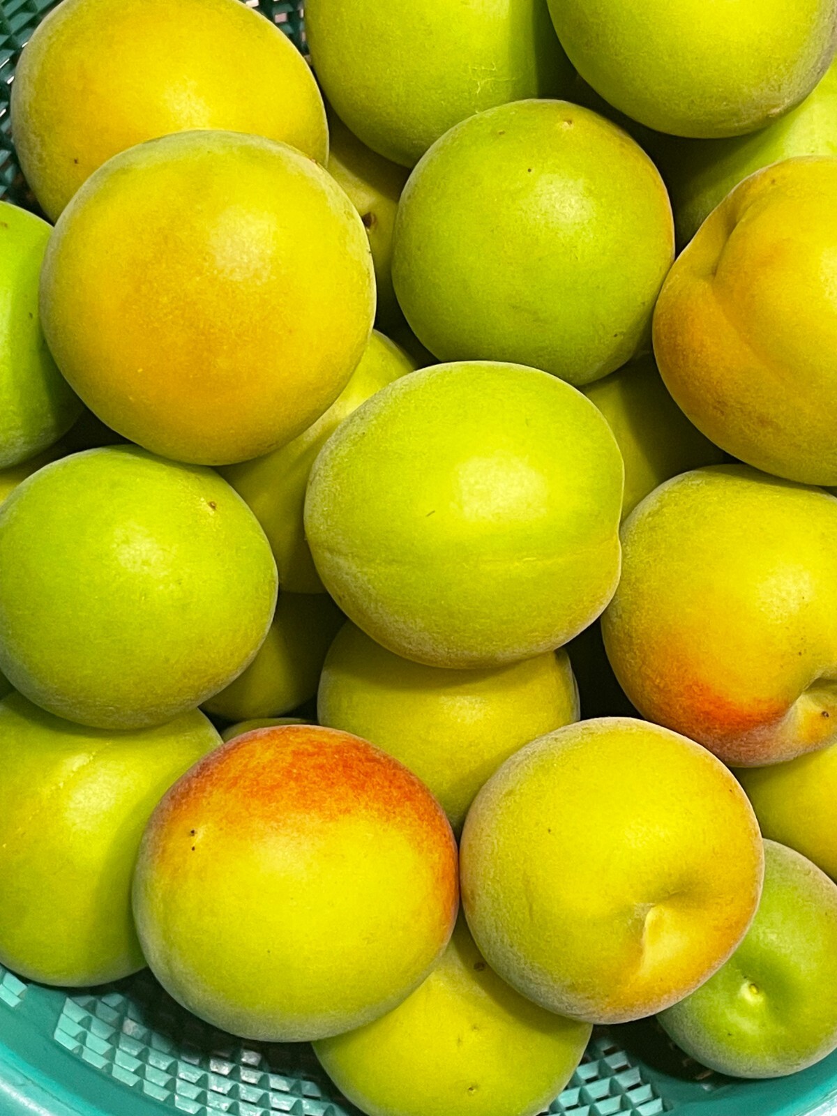 1 Japanese Ume Fruit Tree, or Plum Fruit Tree, Prunus Mume, Maesil, Tree