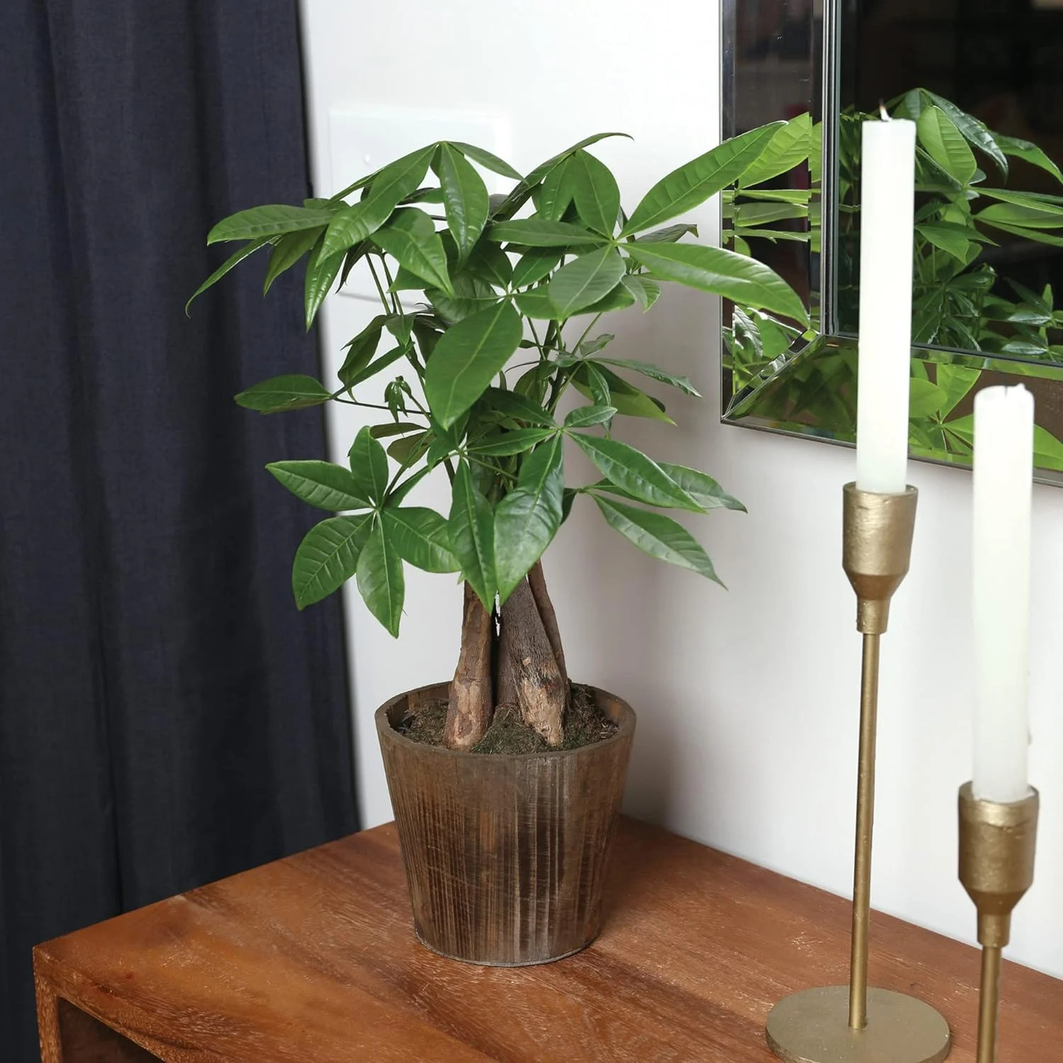 Just Add Ice 14-16″ Money Tree Live Plant in 5″ Brown Wood Pot, House Plant