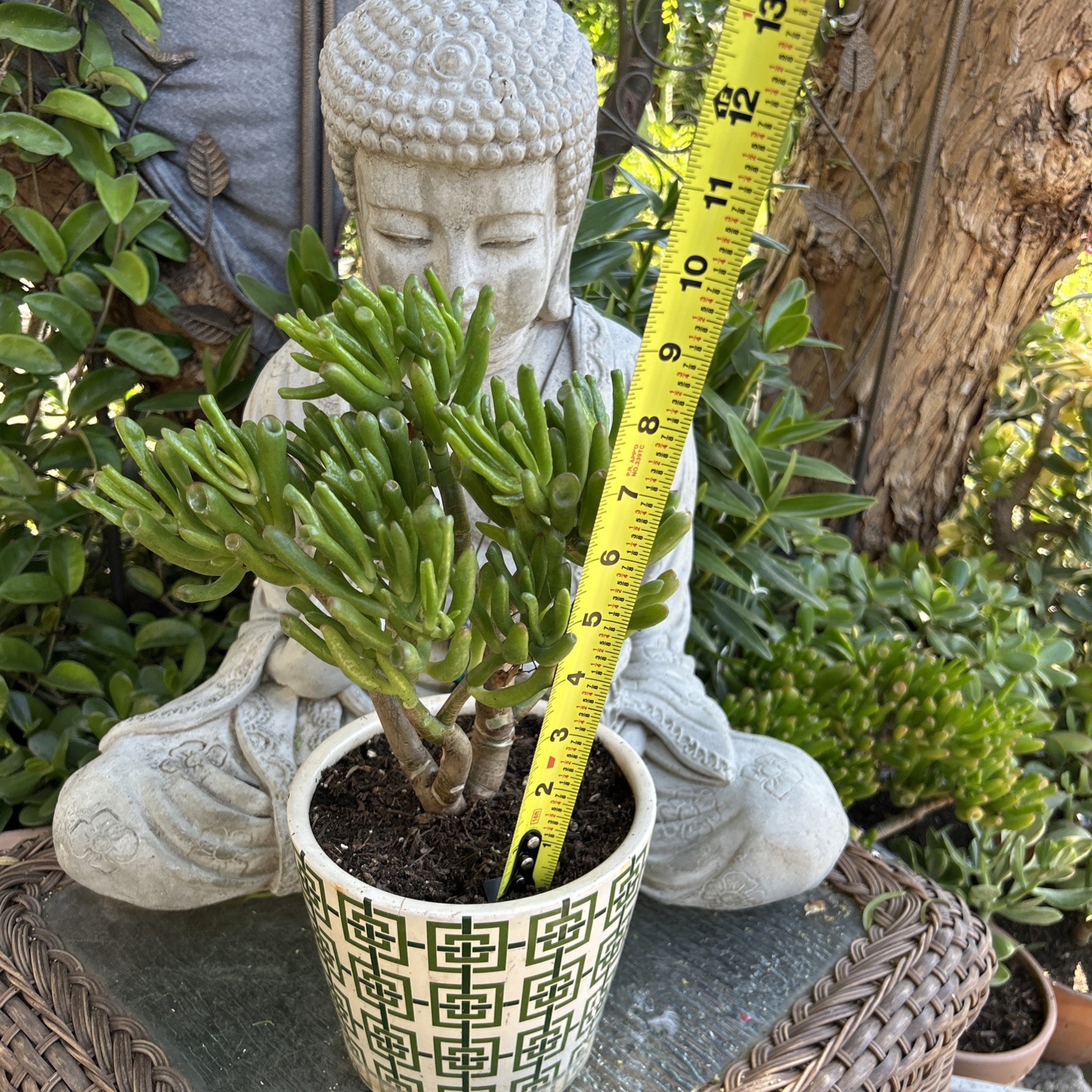 Hobbit Jade plant Crassula Ovata Gollum Jade plant 7” To 8” Tall
