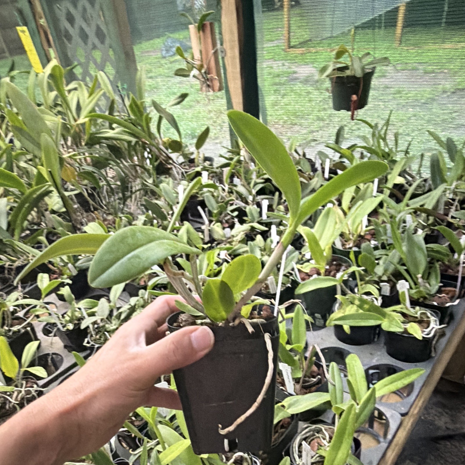 Cattleya leopoldii (tigrina) peloric ‘Francisco’ in 4in pot