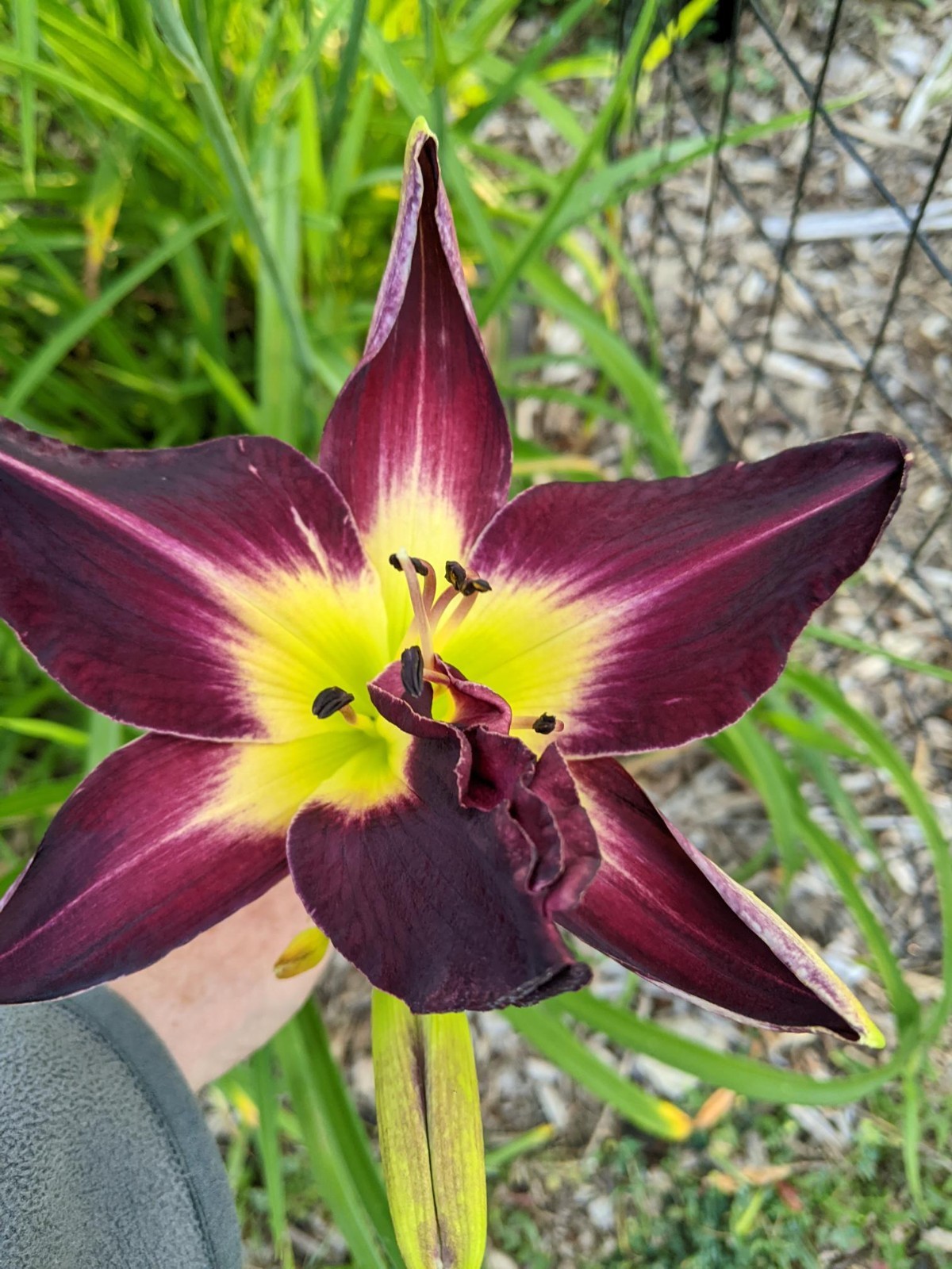 DAYLILY CAMEROON NIGHT – Gorgeous Dark Purple with Green Throat – 2 Fans