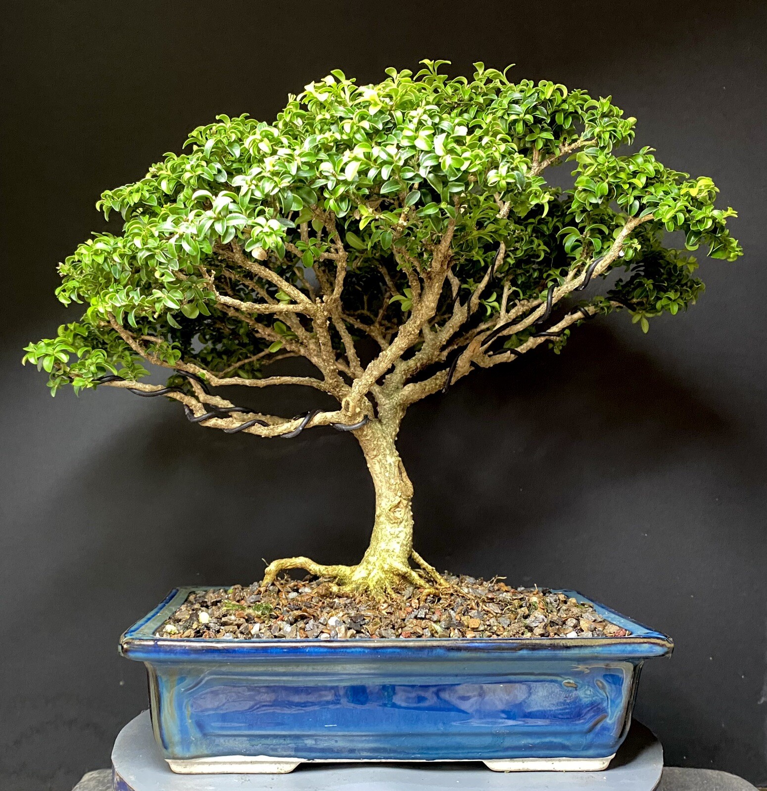 Bonsai Tree Kingsville Boxwood 25-27 Years 11 1/2” Tall, Taiwan Blue Glazed Pot