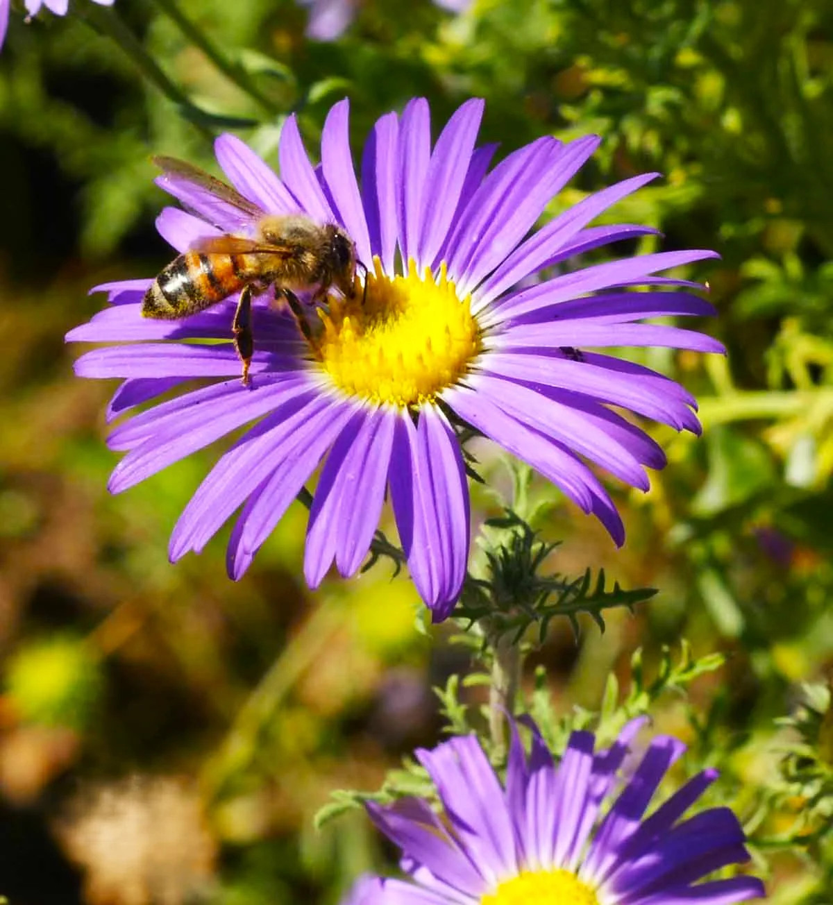 Tahoka Daisy Seeds | Purple Prairie Tansy Leaf Aster Wildflower Flower Seed 2025