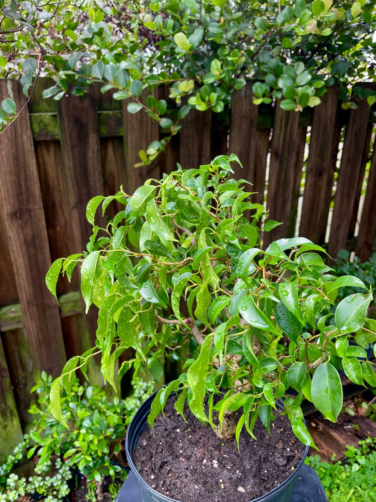 Ficus Bonsai Tree aerial roots 7 years Ariel roots on 1 ” trunk Size