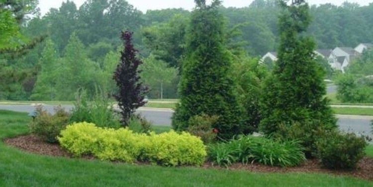Arborvitaes Thujas Plicata 6-12″ Tall 10 Green Giant Gardens Live Plant 2.5″ Pot
